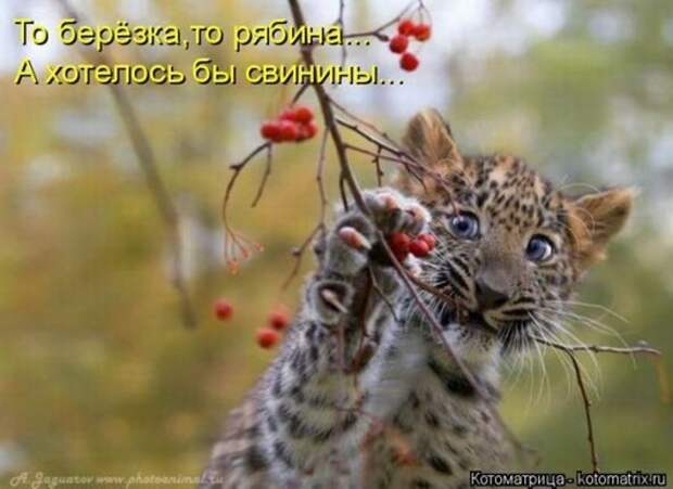 acd4e8c434c7ff91c0a58571397_prev