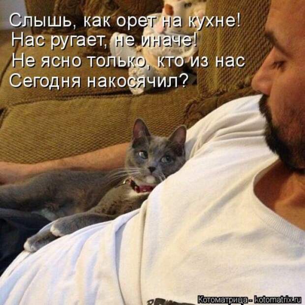 Новая котоматрица для всех (33 фото)