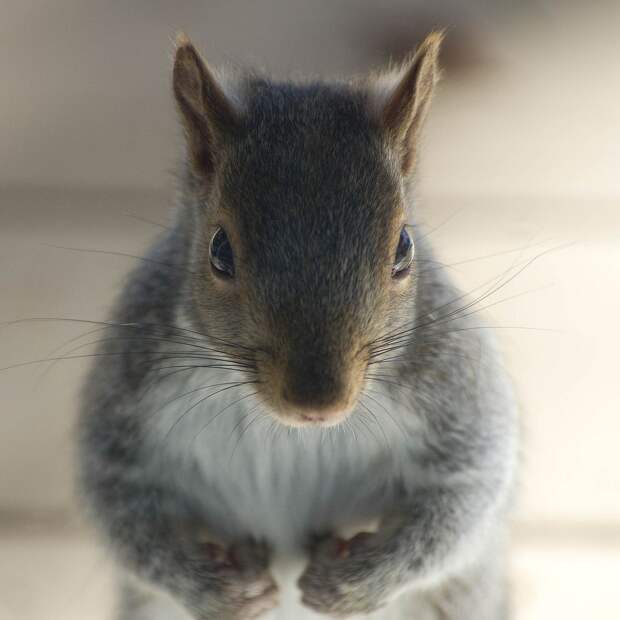 Забавные Животные