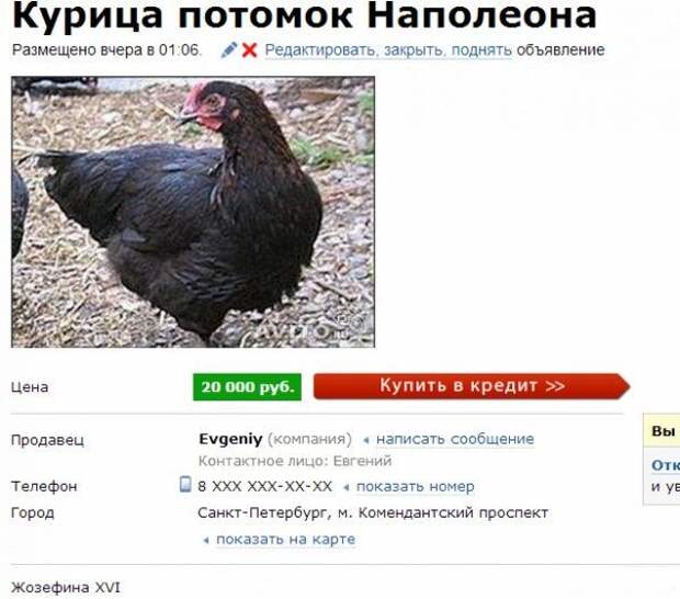Самые прикольные объявления на Avito Самые прикольные объявления на Avito