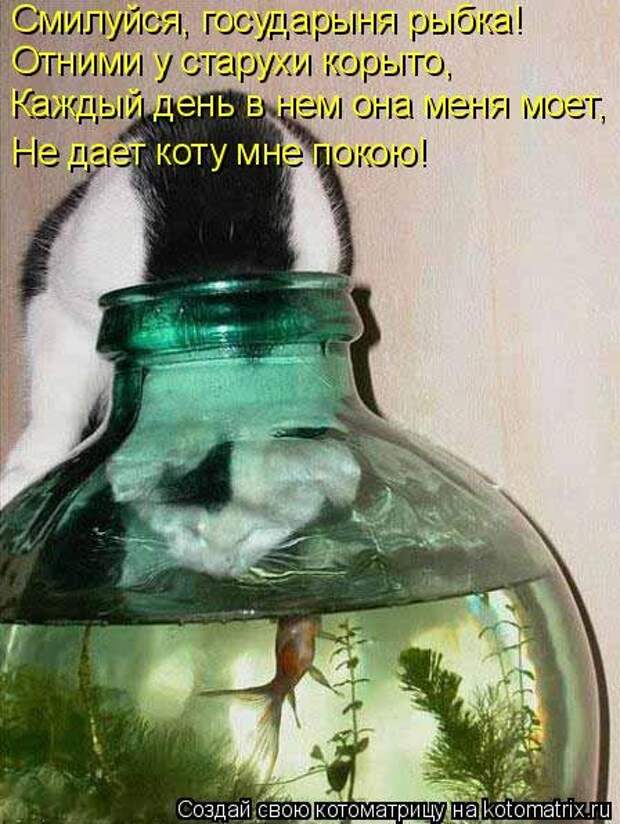 Отличная котоматрица для поднятия настроения (40 фото)