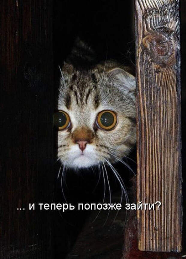 Смешные животные из КотоМатрицы (49 шт.) Смешные животные из КотоМатрицы (49 шт.)