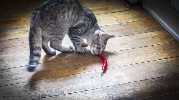 Котэ - гурманы