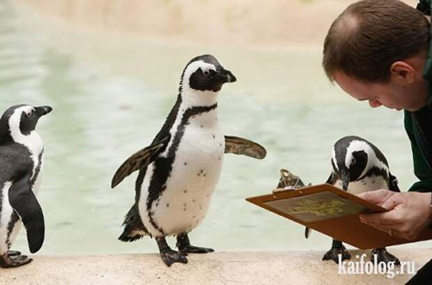 Приколы про пингвинов (30 фото) Приколы про пингвинов (30 фото)