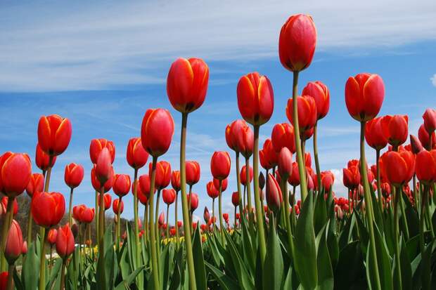Восхитительный мир: эти яркие тюльпаны