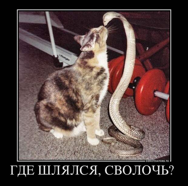 Демотиваторы демотиваторы