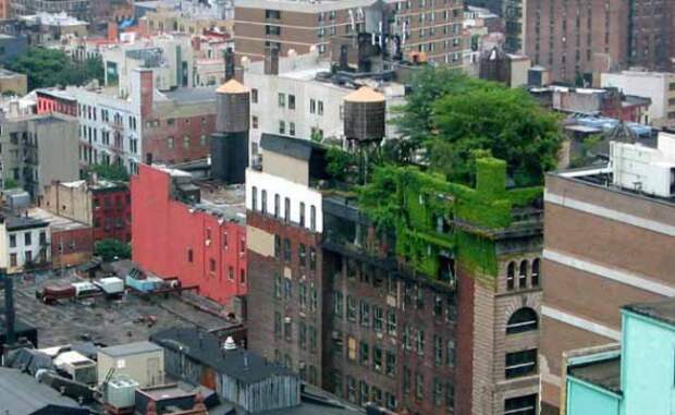 зеленые крыши: Зеленые крыши, сады на крыше