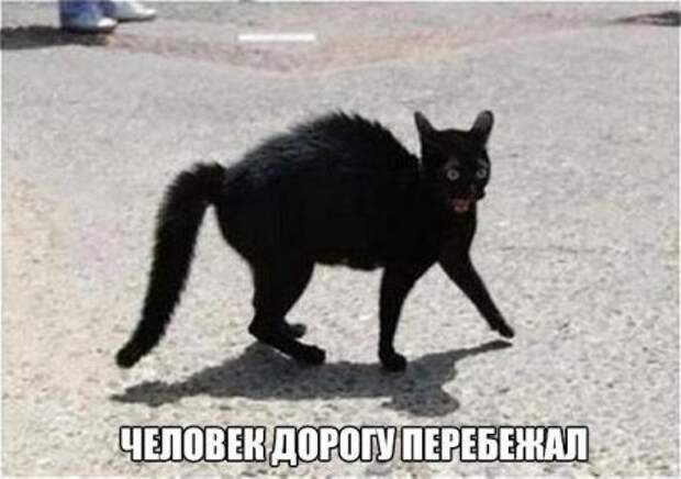 Фразы в картинках. Отличные приколы!