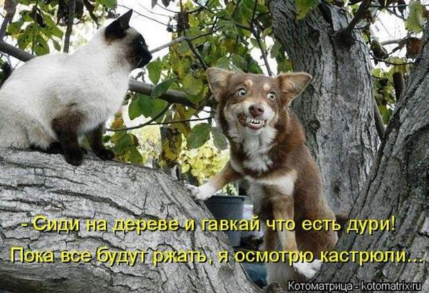 Лучшие котоматрицы недели