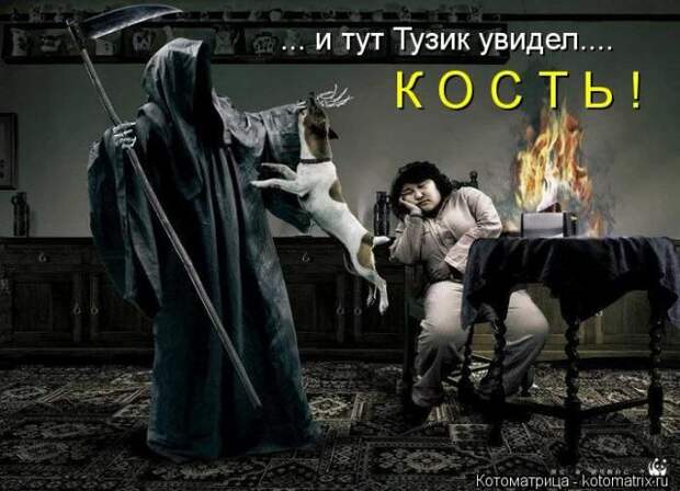 котоматрицы (50 фото) котоматрицы (50 фото)