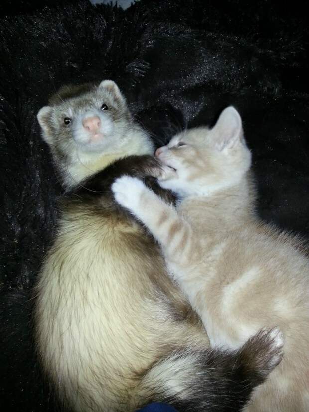 дружба двух хорьков и котенка, рыжи котенок дружит с хорьками, котоено и хорьки