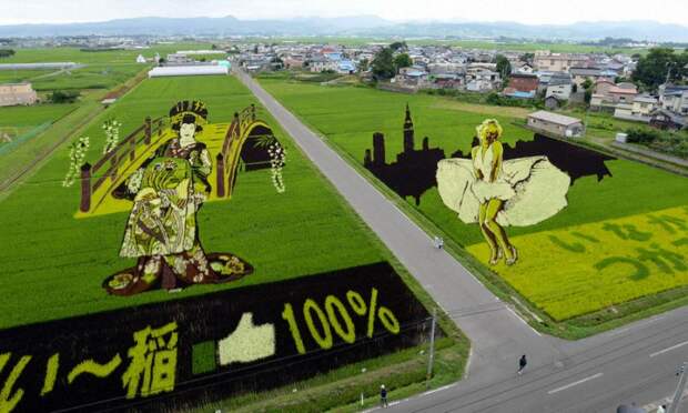 these-rice-fields-in-japan-look-like-ordinary-rice-fields-but-take-a-look-what-happens-next-artnaz-com-16
