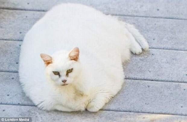 Ожиревшие животные. Ужас!