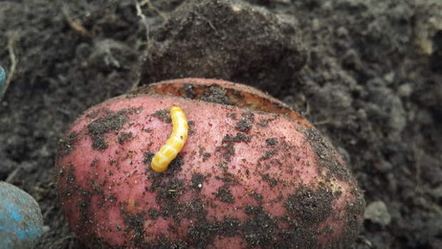 Фото проволочника, поедающего картофель из интернета.