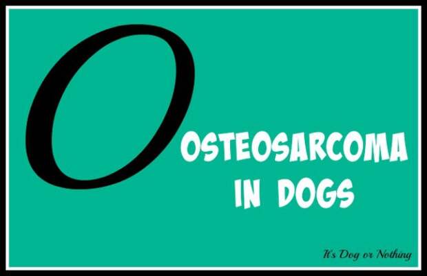 When it comes to giant breed health and nutrition, there's a lot that goes into raising a happy, healthy dog. We're going from A to Z talking about giant breed specific needs! Today, it's all about something all giant breed parents worry about: osteosarcoma.