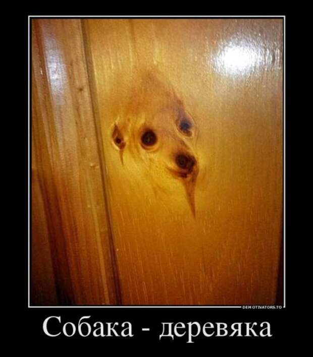 Прикольные демотиваторы (17 шт)