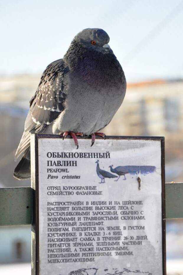 Улыбательные картинки, праздничное настроение.