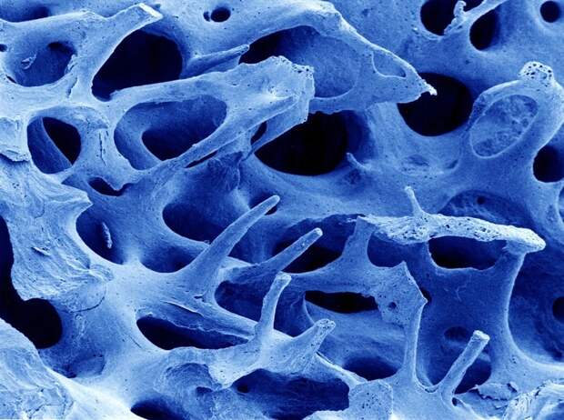 Как выглядят наши органы под микроскопом