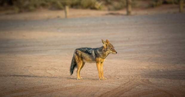 Африка. Намибия. Пустыня Намиб Соссусфлей Sossusvlei12 Африка. Намибия. Пустыня Намиб Соссусфлей