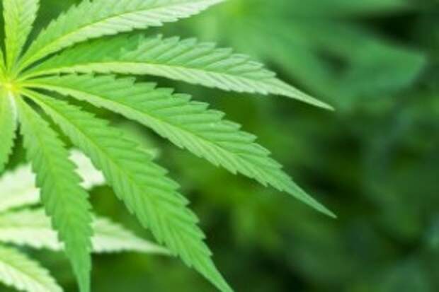 Why Hillary Clinton's Plan for Marijuana Simply Doesn't Go Far Enough