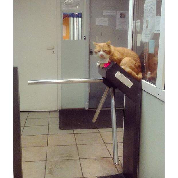 Кот-вахтер  прикол, юмор