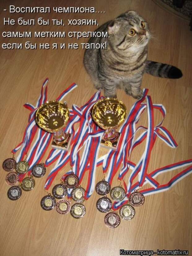 Котоматрицы(картинки с надписями)