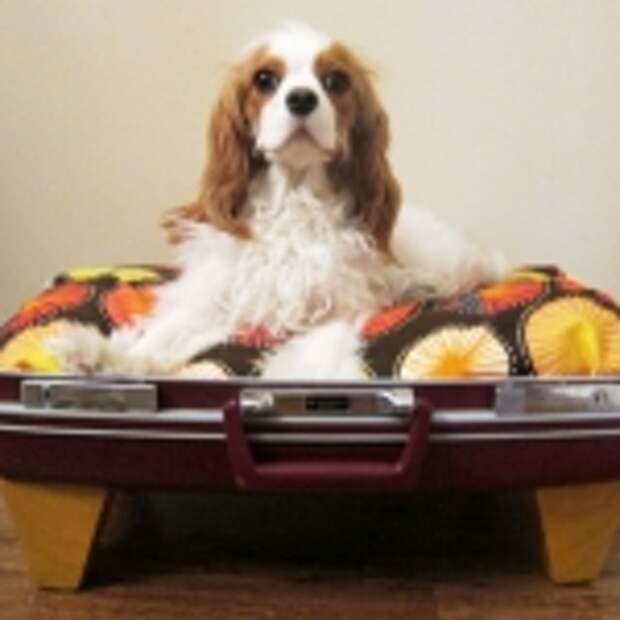 recycled-suitcase-ideas-pets-bed6.jpg