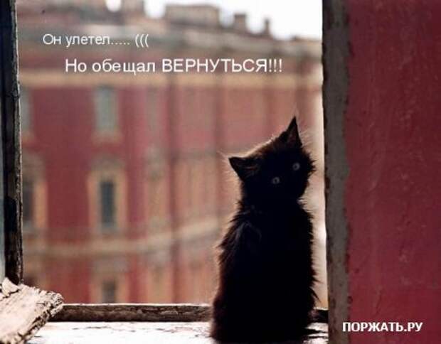Ржачные картинки животных, смешные надписи.