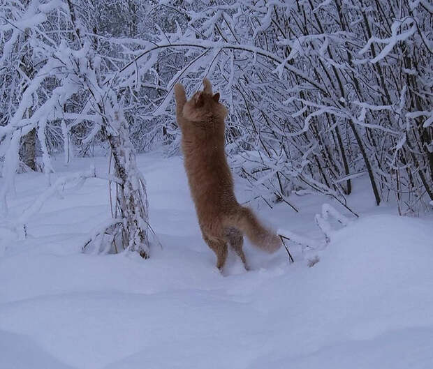 x4Mowvhp-Lc (700x597, 382Kb)