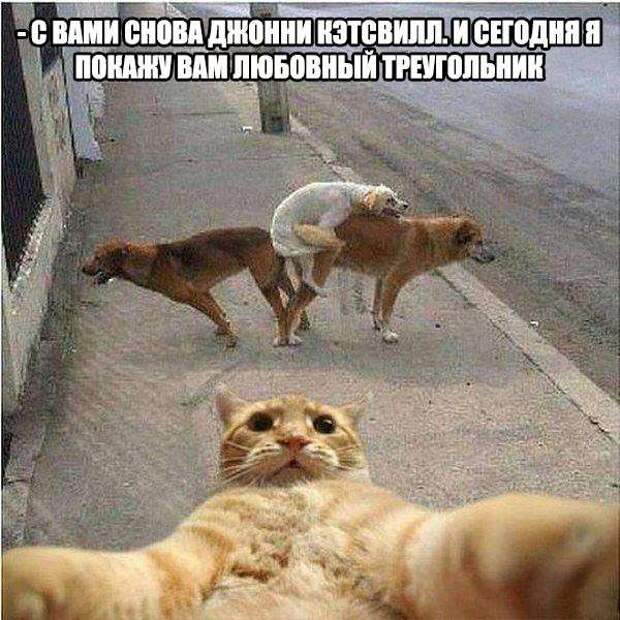 Картинки со смешными надписями Картинки со смешными надписями