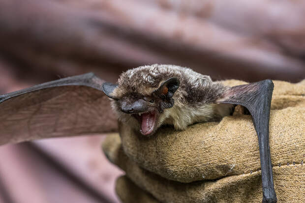 Летучая мышь забралась в квартиру к пенсионерке и испугала ее