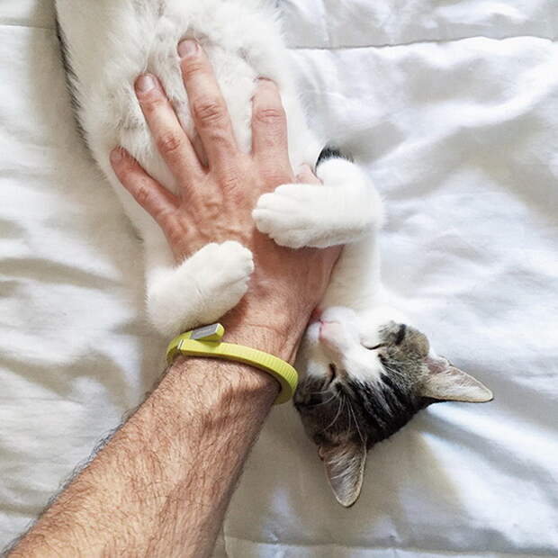 Животные, которым чешут животики
