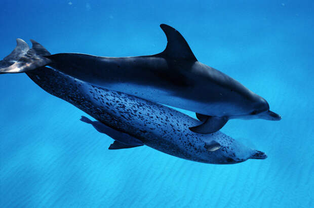 13. Дельфины возможно баян, животные, интересно, факты