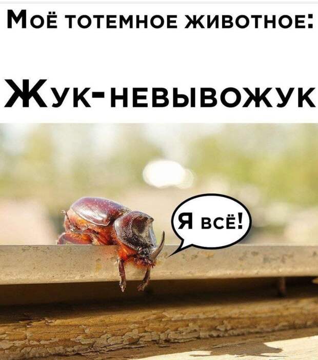 картинки прикольные смешные (16)