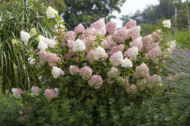 Hydrangea paniculata &amp;amp;amp;amp;amp;amp;amp;#39;Diamantino&amp;amp;amp;amp;amp;amp;amp;#39;