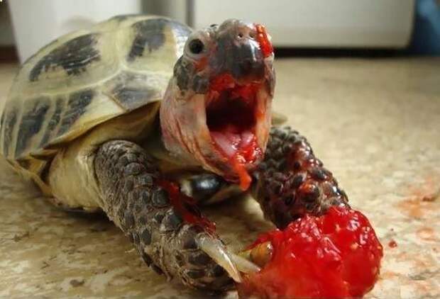 animals eating berries, животные едят клубнику, животные едят ягоды