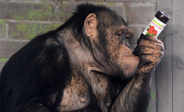 Чему мы можем научиться у пьяной обезьяны?