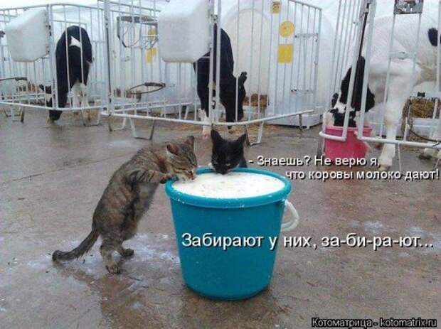 Котоматрица для хорошего настроения (35 фото)
