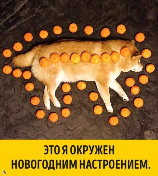 Животные, готовые к Новому году 1