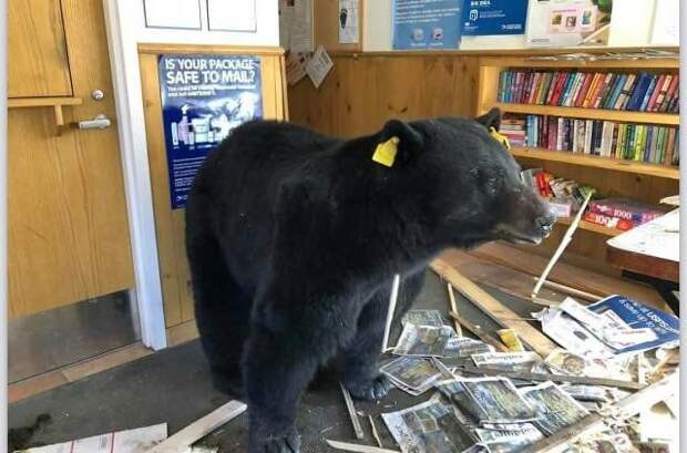 Косолапый налётчик - рецидивист пробрался в почтовое отделение в США в мире, животные, медведь, почта, природа