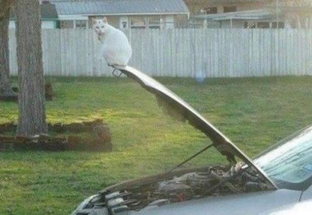 Умело балансирующие кошки