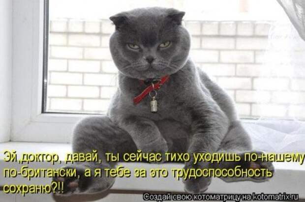 Лучшие котоматрицы недели (28 фото)