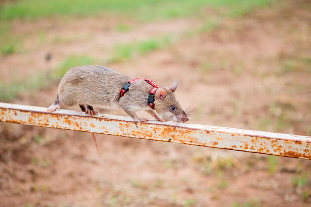 Крысы-бомбоискатели — сотрудники бельгийской службы африка, крысы, мины