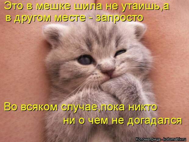 Лучшие котоматрицы недели (50 фото)