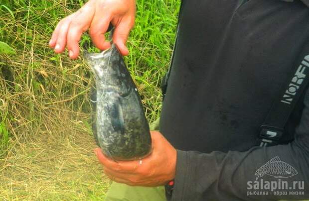 Неожиданный прилов - сомик