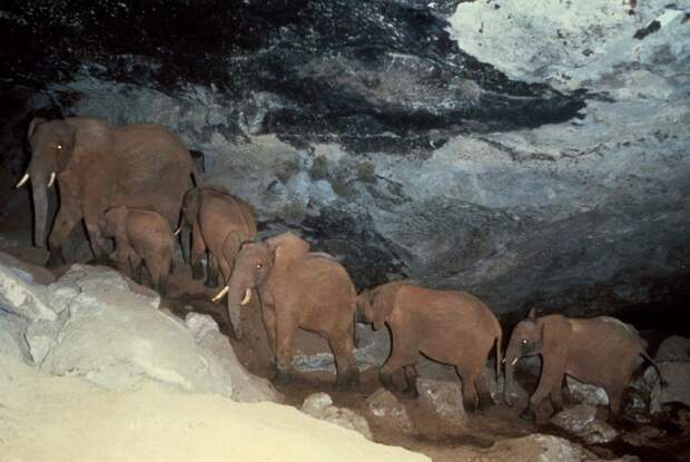 Сквозь темноту и холод: зачем африканские слоны регулярно спускаются в пещеру