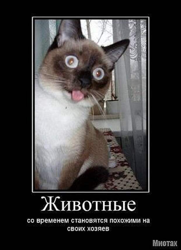 Демотиваторы про котЭ