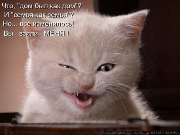 Котоматрица 26