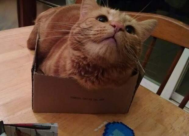 Животные-очаровашки (26 фото)