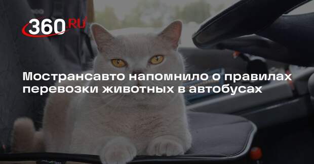 Мострансавто напомнило о правилах перевозки животных в автобусах